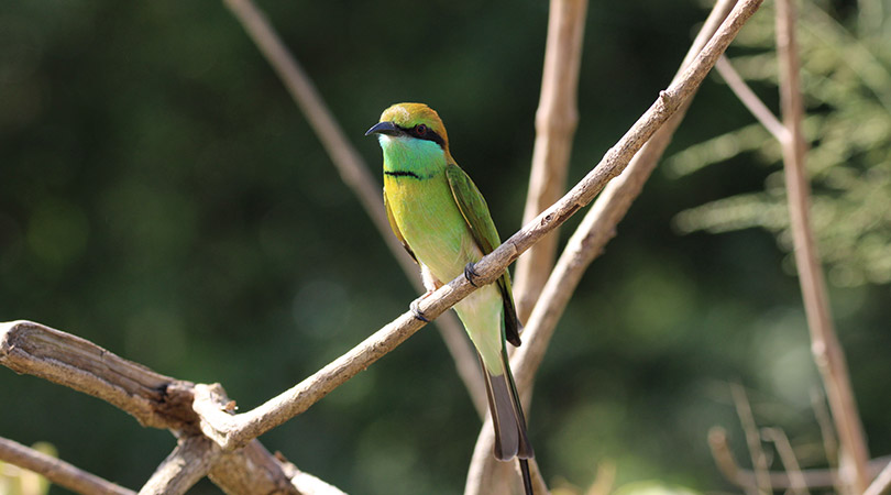 Bird watching Sri Lanka wildlife tour