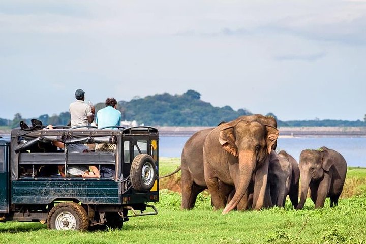 Elephant safari Sri Lanka wildlife